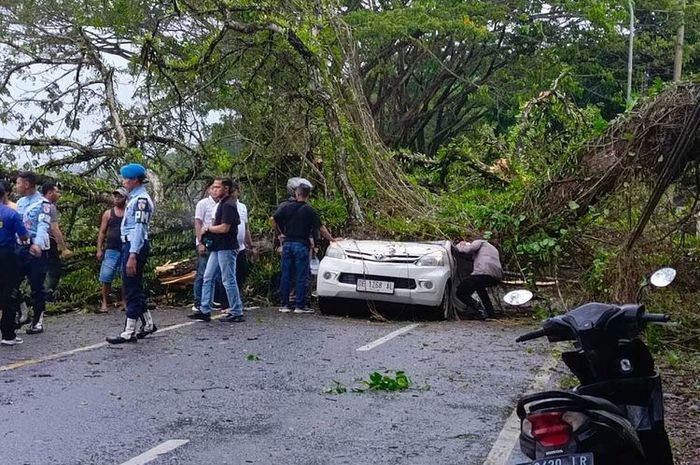 Toyota Avanza tertimpa pohon tumbang hingga gepeng di jalan raya desa Tawiri, Teluk Ambon, kota Ambon, Maluku