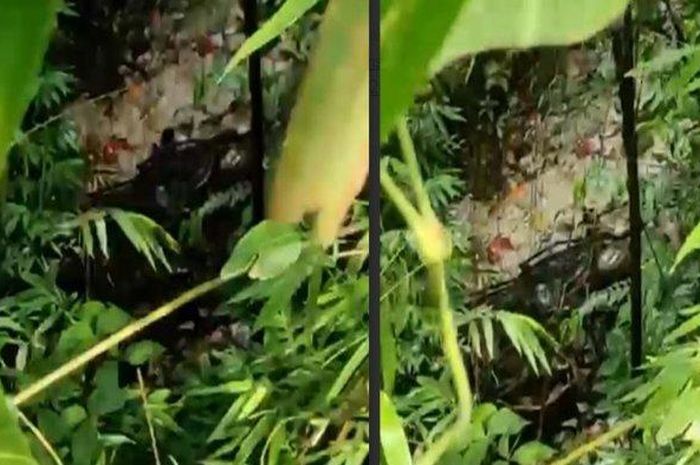 Daihatsu Gran Max jungkir balik di dasar jurang, ketiban apes usai mengantar muatan sapi