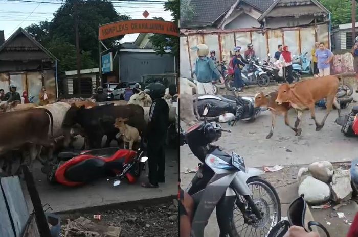 Cuplikan video kawanan sapi mengobrak-abrik motor dan mobil di Jalan Tamangapa Raya, Manggala, Kota Makassar, Sulawesi Selatan akibat panik dengan suara sirine damkar