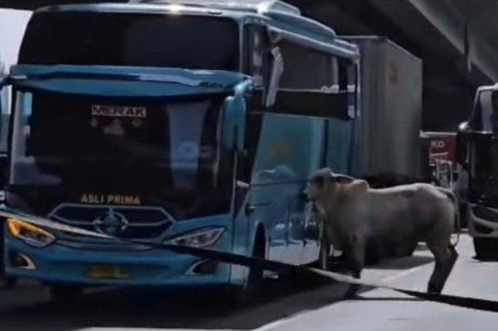 Sapi ngamuk di Tol Jakarta-Cikampek.