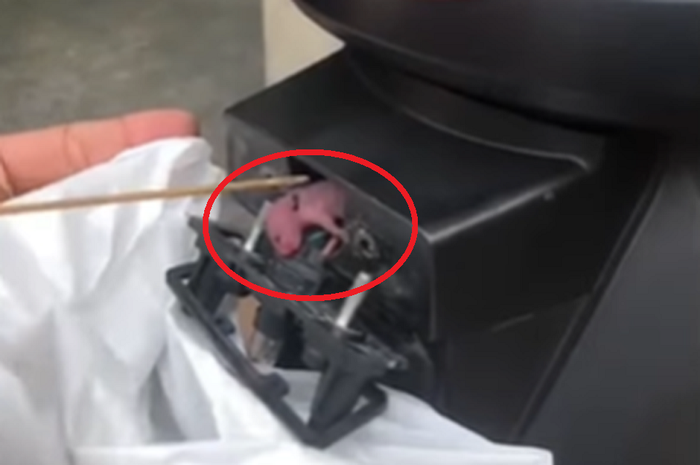 Anakan tikus atau cindil yang bersaran di bagian lampu pelat nomor motor