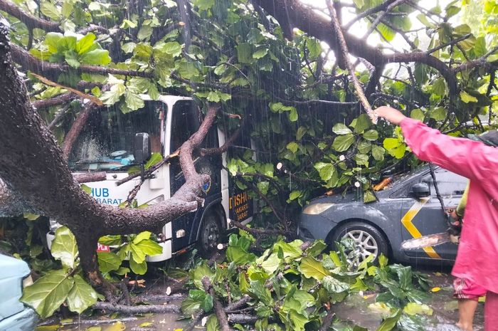 Pohon di depan kantor kecamatan Kebon Jeruk, Jakarta Barat yang tumbang menimpa mobil Polisi, truk Dishub dan angkot