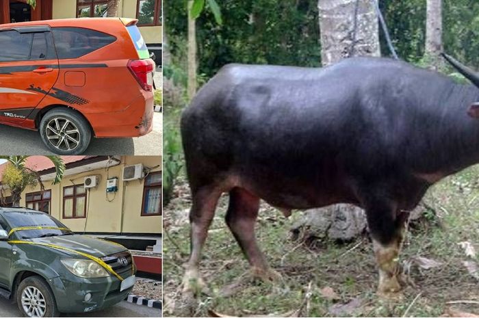 Toyota Fortuner dan Calya yang dipakai mencuri tiga ekor kerbau di Sumba Timur, Nusa Tenggara Timur oleh dua pria inisial YUP dan M