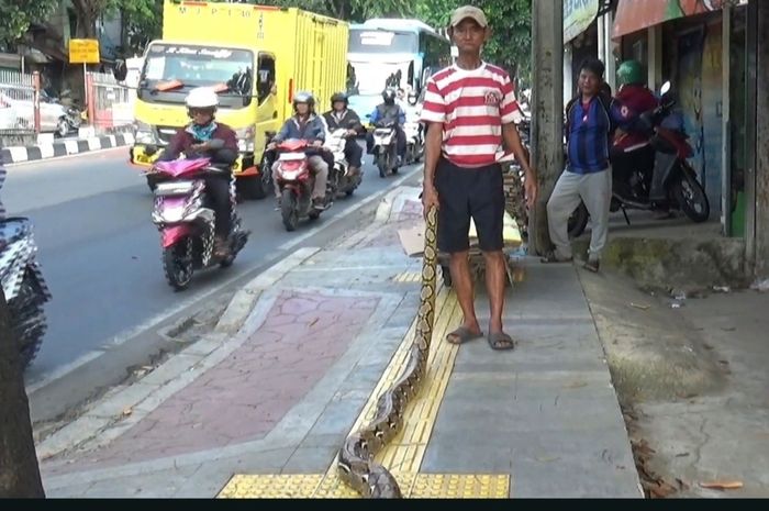 Mbah Subadri jemur ular piton gede sepanjang 4 meter di atas trotoar sebagai cara usir pemotor yang kerap lewat trotoar di Jl Haji Bokir Bin Djiun, Kramat Jati, Jakarta Timur