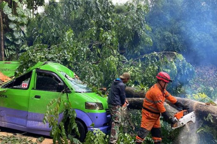 Pohon angsana tumbang dan mengenai atap sebuah angkot hingga ringsek