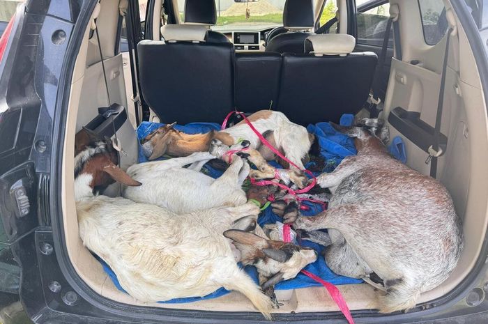Empat ekor kambing hidup hasil curian di di wilayah Kecamatan Mawasangka, Kabupaten Buton Tengah, Sulawesi Tenggara yang diangkut di dalam kabin Mitsubishi Xpander 