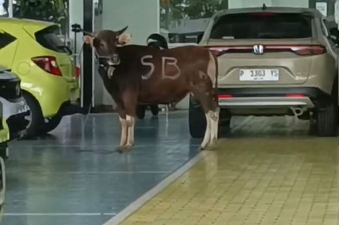 Sapi kurban lepas masuk dealer mobil Istana Honda Banyuwangi, Jawa Timur, (27/5/26)