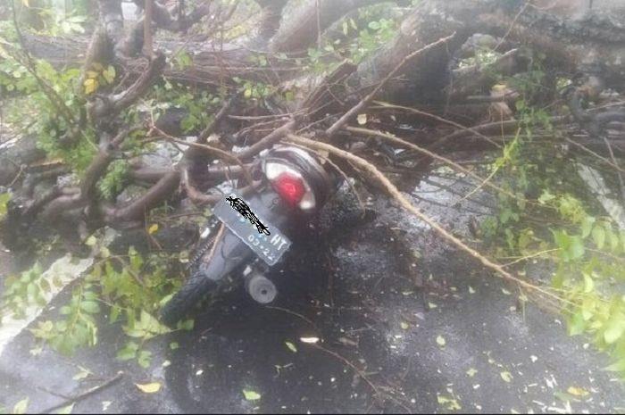 Motor tertimpa pohon tumbang, segela lapor untuk mendapat ganti rugi.