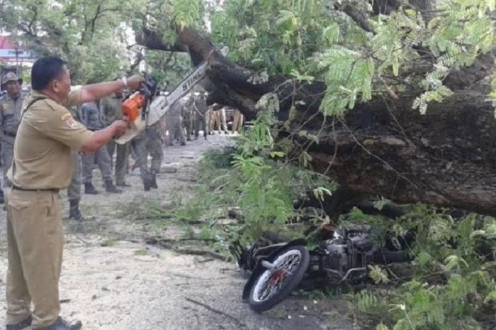 Ilustrasi motor ringsek tertimpa pohon tumbang.