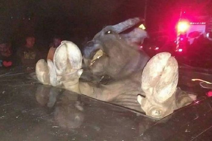 Seekor kerbau tersangkut di sunroof Porsche Cayenne