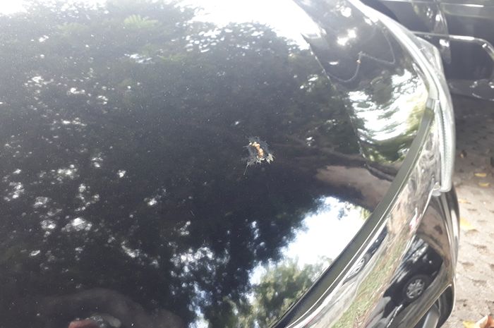 Ilustrasi noda kotoran burung pada permukaan cat mobil
