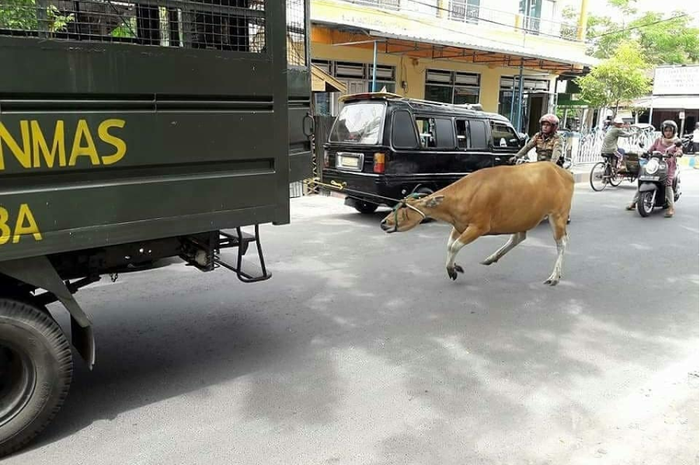 Satpol PP memperlakukan sapi dengan cara menyeret sapi menggunakan truknya