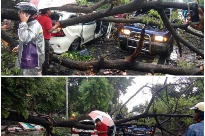 Dua kendaraan tertimpa pohon di Jatinegara