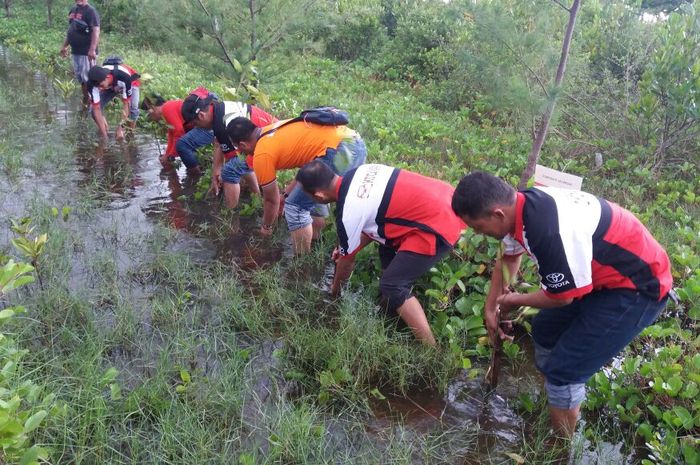 Anggota KTCI menanam mangrove yang diperoleh dari pengelola hutan bakau