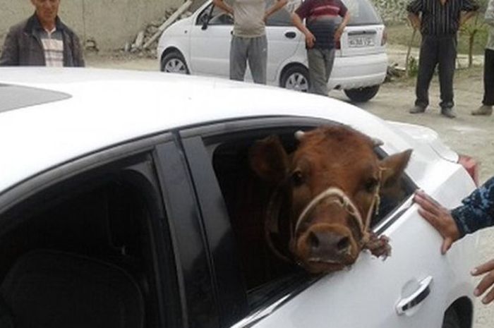 Polisi menemukan seekor anak sapi curian yang ditaruh di kursi penumpang sebuah sedan Chevrolet Malibu 