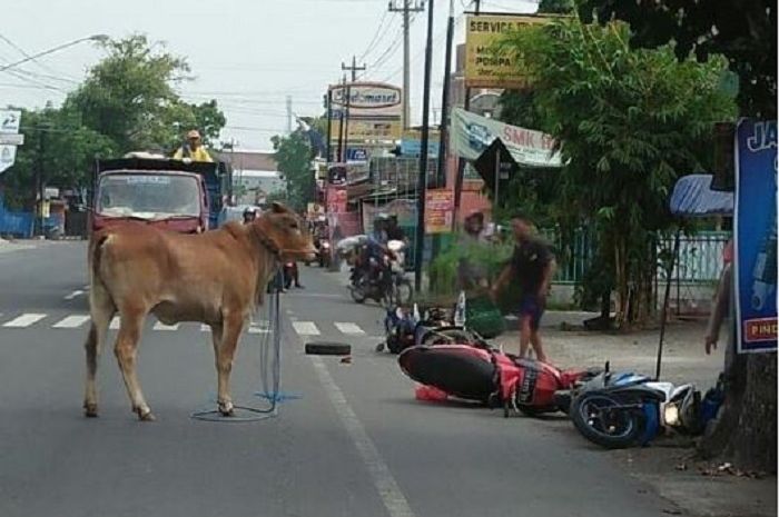 Sapi ngamuk di SPBU Banyuanyar, Banjarsari, Solo