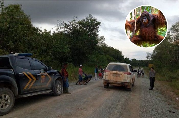 Orangutan serang pengendara motor di  Nilam 16, Simpang Satelit 3 Vico Indonesia, Desa Saliki, Kecam