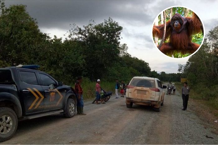 Orangutan serang pengendara motor di  Nilam 16, Simpang Satelit 3 Vico Indonesia, Desa Saliki, Kecam