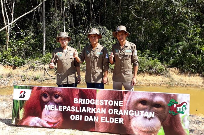 Bridgestone melepasliarkan orangutan Obi dan Elder