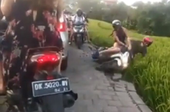 Dua orang wisatawan mancanegara (bule) terperosok dan masuk ke sawah di Bali.