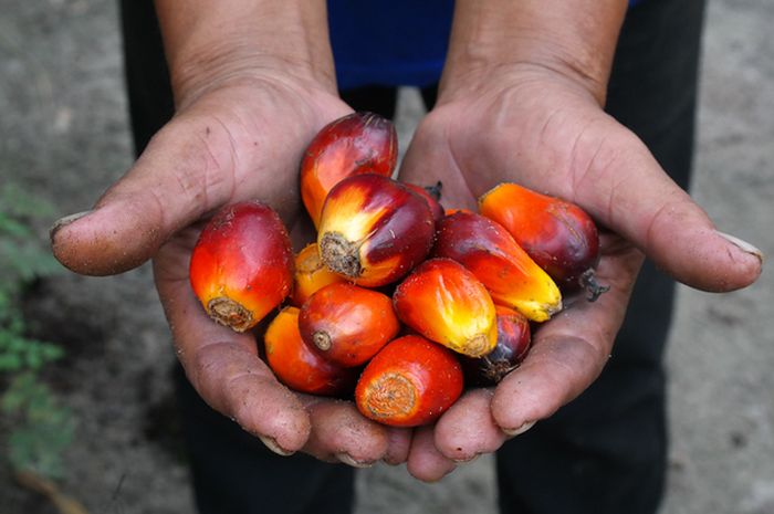 Buah kelapa sawit menghasilkan dua jenis produk, Crude Palm Oil (CPO) dan Palm Kernel Oil (PKO). CPO