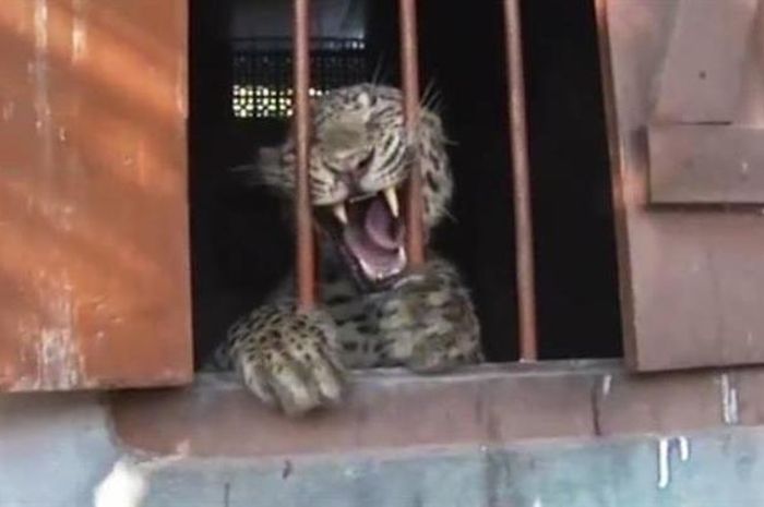 Ilustrasi kandang macan