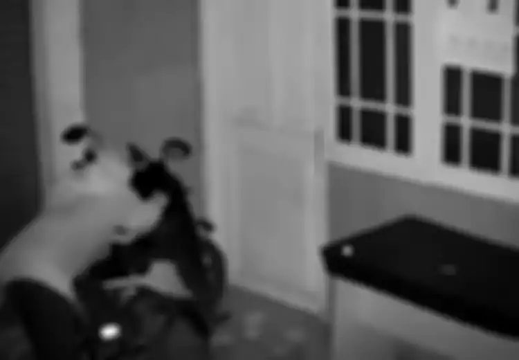 Maling BeAT di Bogor Berakhir 'Diberi Konser' Warga, Berawal Anak Korban Buntuti Pelaku