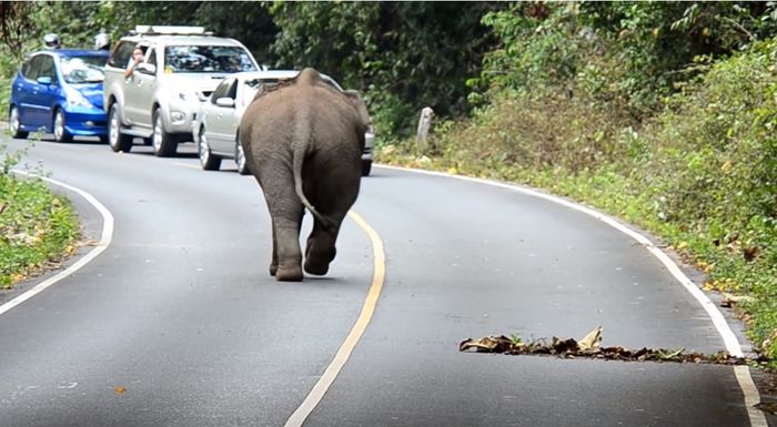Seekor gajah mendatangi mobil yang akan melintas