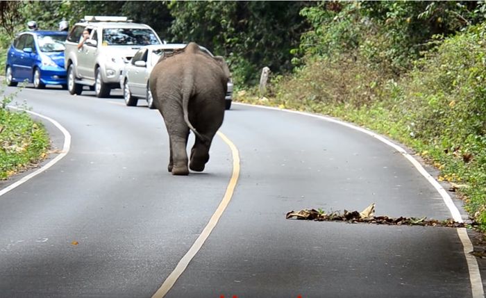Seekor gajah mendatangi mobil yang akan melintas