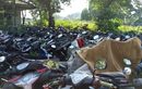 Buruan Diambil, Kejari Tulungagung Segera Cari Majikan Baru Untuk 70 Unit Motor Terlantar Ini