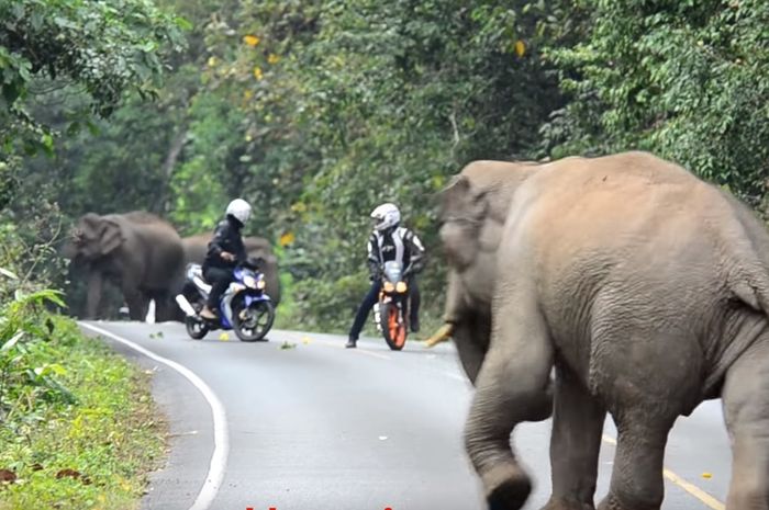 Dua pengendara motor bertemu kawanan gajah liar