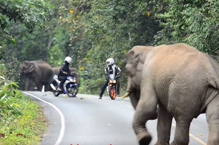 Unduh 4200 Koleksi Gambar Gajah Berubah Jadi Pocong  HD