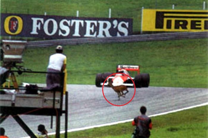 F1 Austria 1987 saat seekor rusa melintasi sirkuit