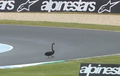 Hanya di Australia, Tonton Video Hewan-hewan Lewat di Sirkuit Phillip Island