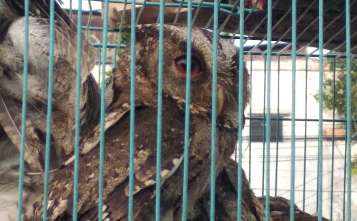 Burung hantu banyak dijual