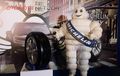 Ini Kelebihan Karet Sintetis Untuk Ban Menurut Michelin