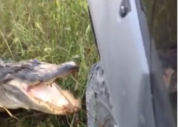 Foto Lucu Mancing Buaya - Gambar Ngetrend dan VIRAL