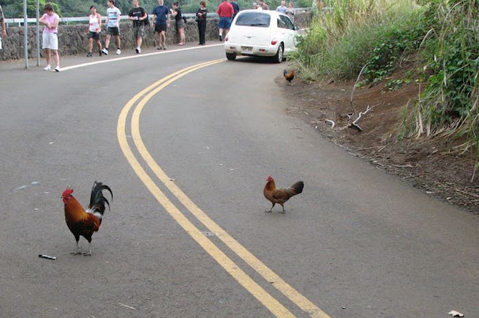 Ilustrasi hewan menyeberang jalan