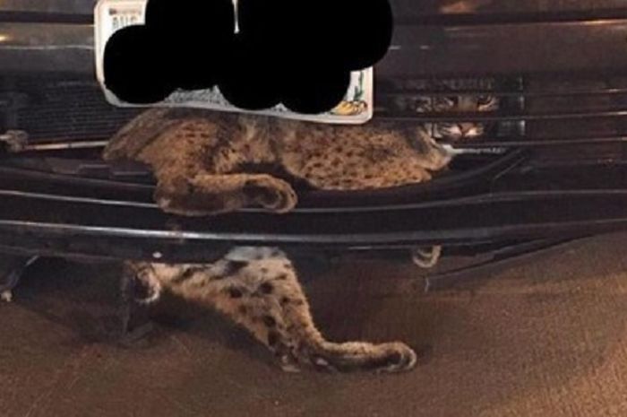 Seekor macan betina tersangkut di radiator mobil dan terseret sejauh 80 km