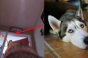 Bikin Terharu Pemilik Pasang Kamera Di Punggung Anjing Ini Yang Bikin Terharu Pemilik Pasang Kamera Di Punggung Anjing Ini Yang