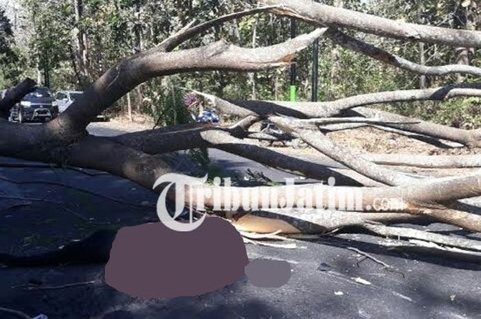 Pengendara motor tertimpa pohon besar di sekitar Taman Nasional Baluran Situbondo, Senin (25/6/2018)