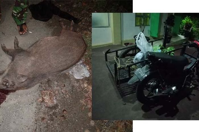 Pengendara Becak Motor tewas setelah menabrak babi di Aceh