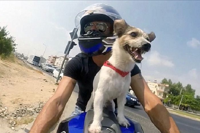 Anjing kecil menggemaskan berkendara dengan sang majikan