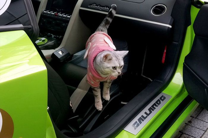 Torako menyukai naik Lamborghini pemiliknya