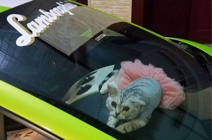 Kucing yang suka naik supercar Lamborghini