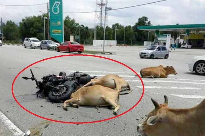 Pengendara motor Ducati Diavel alami luka parah setelah terlibat kecelakaan dengan 30 ekor sapi