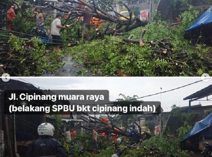 Pohon tumbang di wilayah Jakarta, Jumat (23/11/2018)