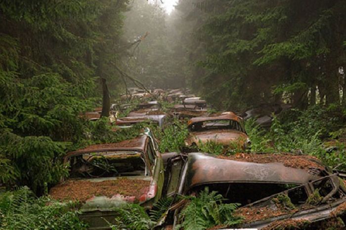 Mobil-mobil tua yang ditinggalkan di tengah hutan