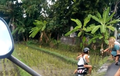 Video Bule Cantik Kecelakaan, Honda Scoopy Langsung Masuk ke Sawah di Bali