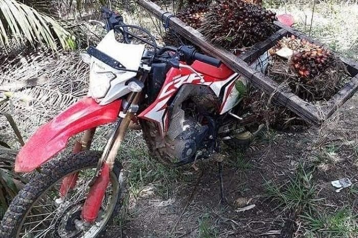 Honda CRF 150L yang mengangkut kelapa sawit